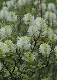 Fothergilla gardenii 'Jane Platt'